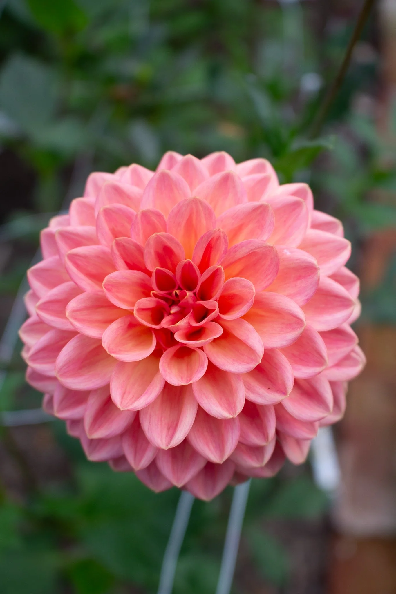 Dahlia : Day Dreamer — ciderpress lane